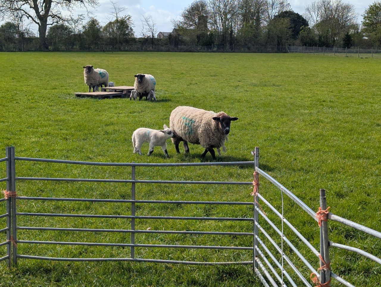 2026-04-12 15 Haddiscoe and Toft Monks.jpg